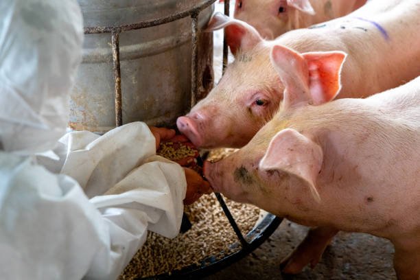 Especialistas en Salud Animal